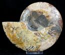 Inch Wide Ammonite (Half) - Crystal Lined Chambers #3529-1